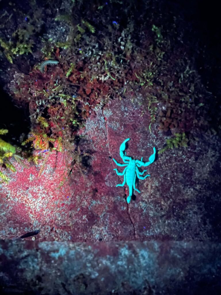 Škorpion pod UV svetlobo na rojstnem dnevu